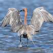Reddish Egret